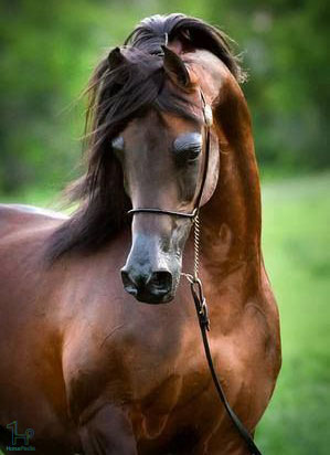 نژاد اسب عرب نژاد اسب عرب