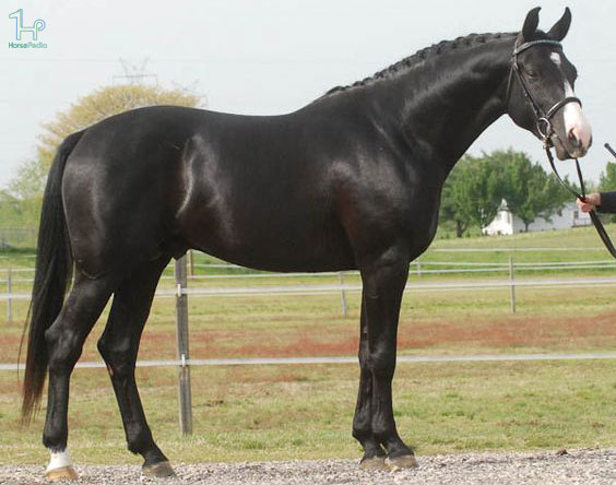 اسب الدنبورگ سیاه