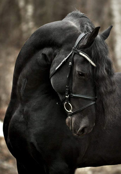 نژاد اسب فریزین نژاد اسب فریزین