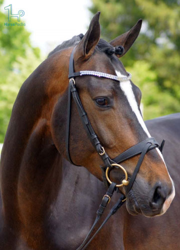 اسب نژاد هلشتاین اسب نژاد هلشتاین