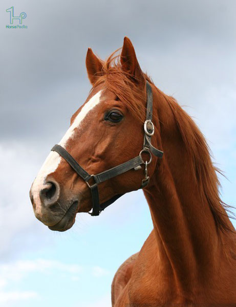 اسب نژاد تروبرد اسب نژاد تروبرد