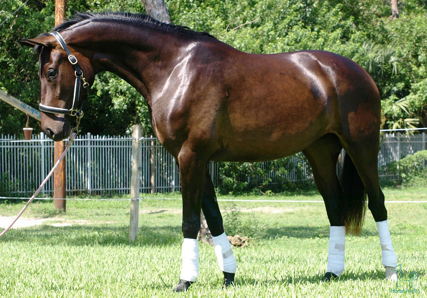 اسب هانوورین