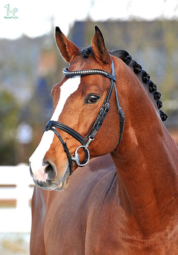 نژاد اسب هانوورین نژاد اسب هانوورین