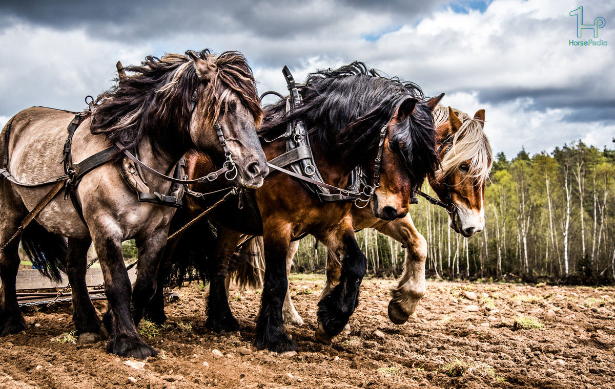 تاریخچه اسب 5 هزار سال قبل از میلاد