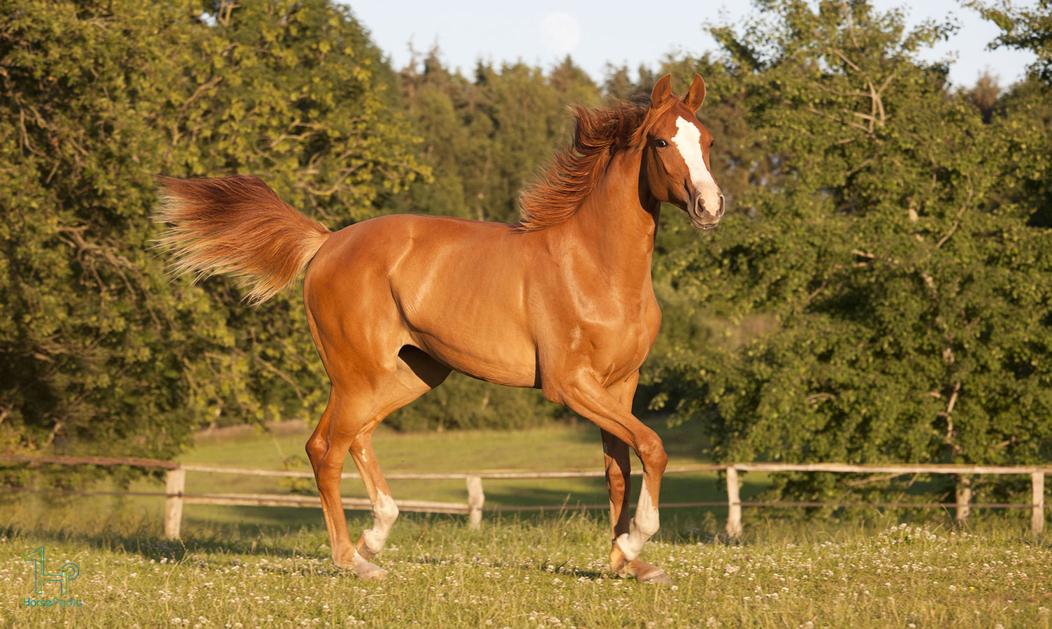 نژاد هلشتاین