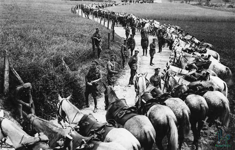 تاریخچه اسب در جنگ ها