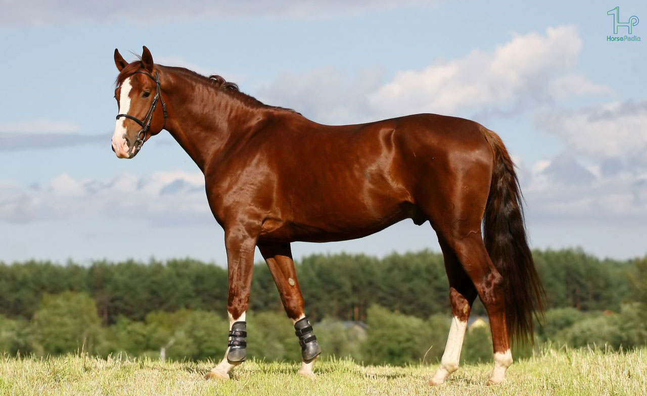 اسب الدنبورگ