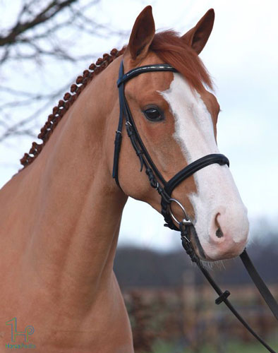 نژاد اسب الدنبورگ نژاد اسب الدنبورگ