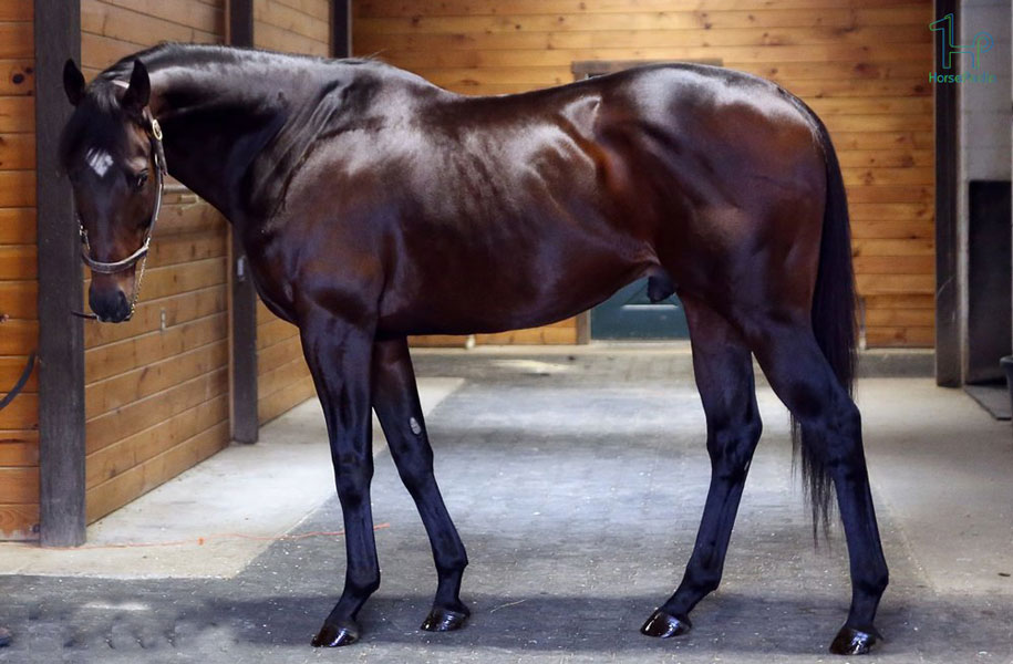 نژاد اسب تروبرد