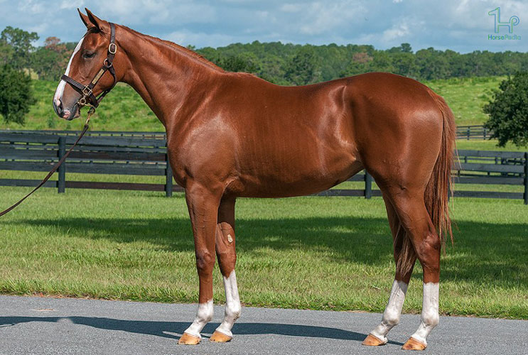 نژاد تروبرد