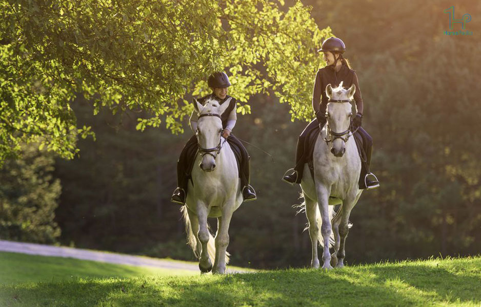 سوارکاری سبک انگلیسی و تجهیزات خاص آن