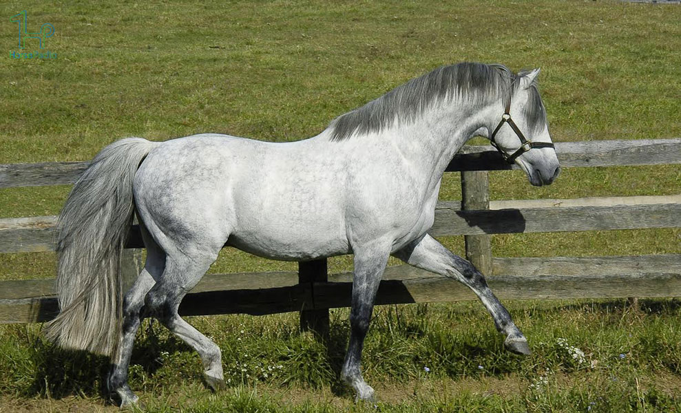 نژآد اسب اسپرت ایرلندی