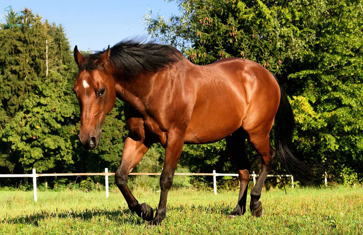 کوارتر آمریکایی