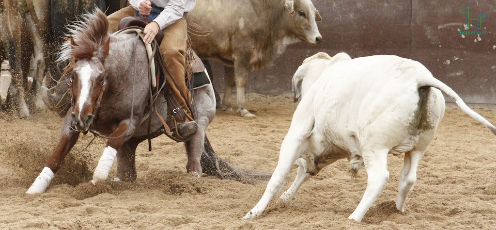 مسابقه جداسازی (cutting)