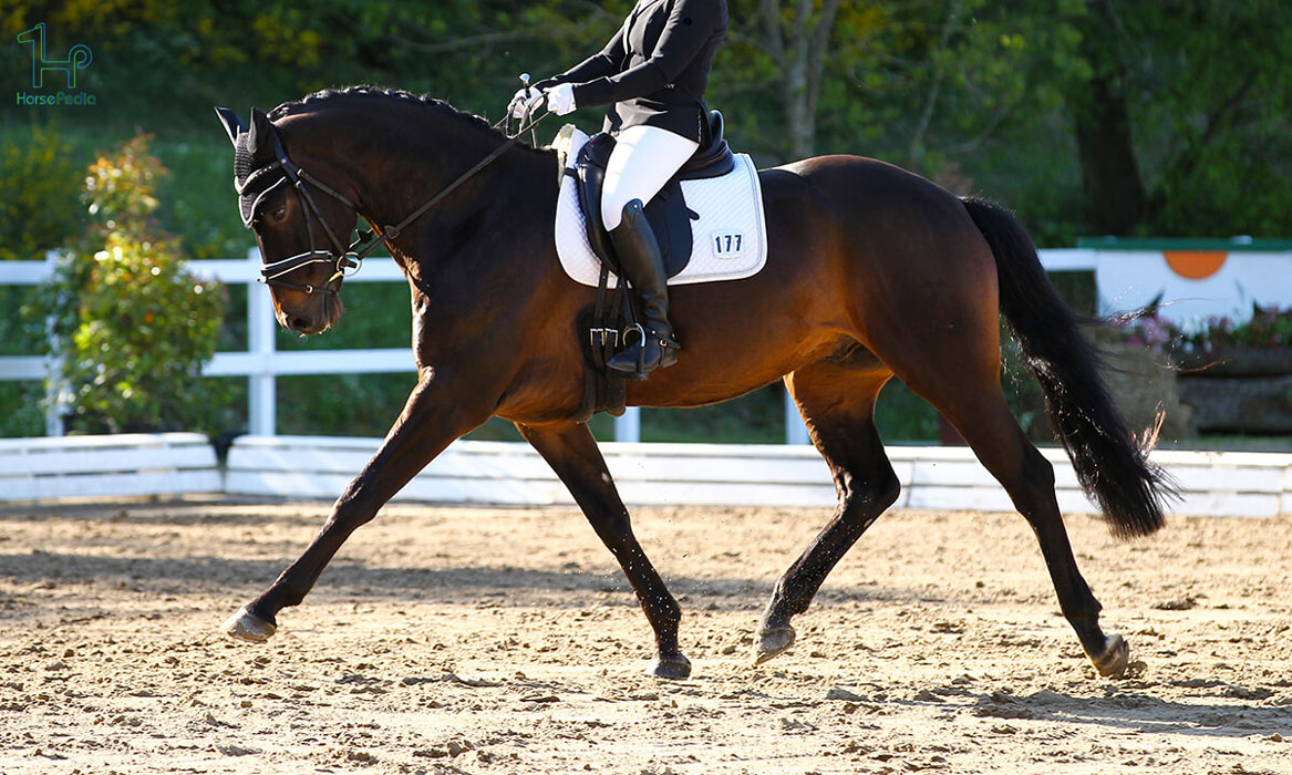 درساژ در سوارکاری سبک انگلیسی