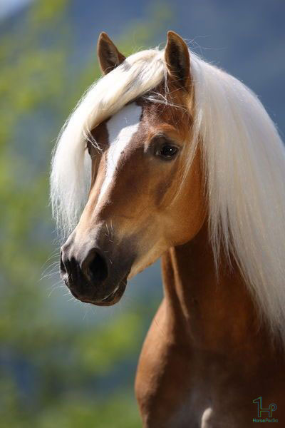 نژاد پونی هافلینگر نژاد پونی هافلینگر