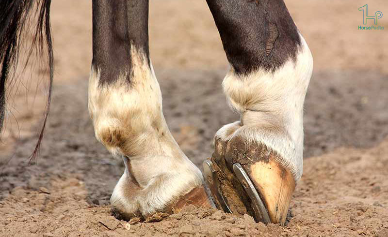 مراقبت از سم اسب ها