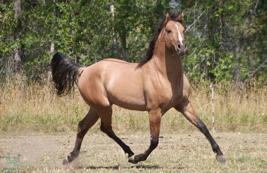 نژاد مورگان