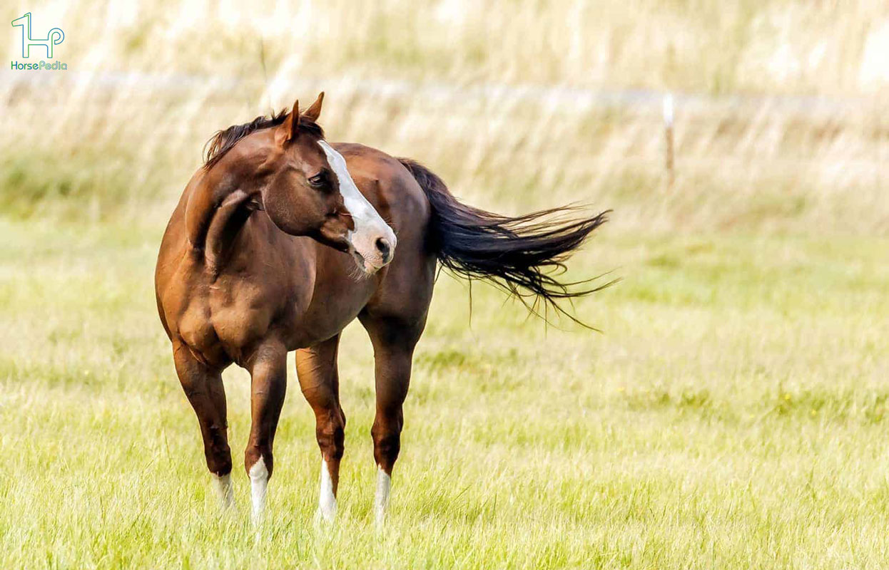 اسب کوارتر آمریکایی