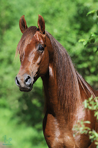 اسب نژاد سدل برد آمریکایی