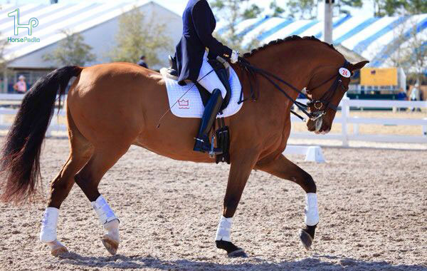 آماده کردن اسب برای درساژ