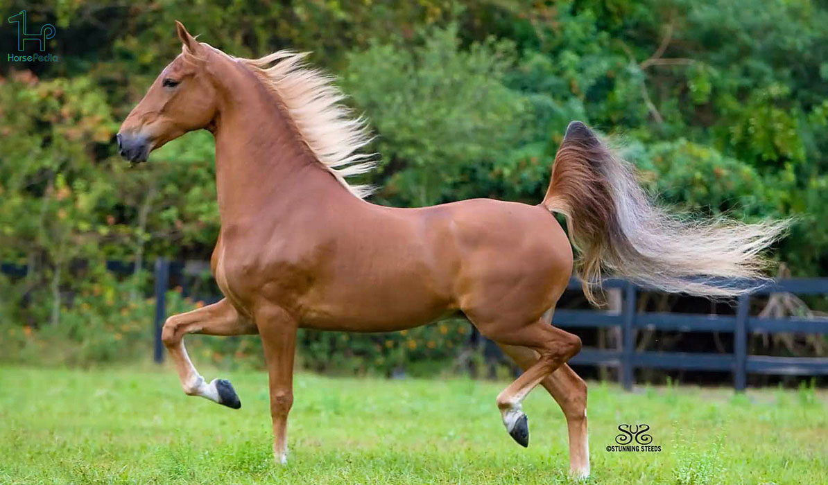 نژاد سدل برد آمریکایی اسب