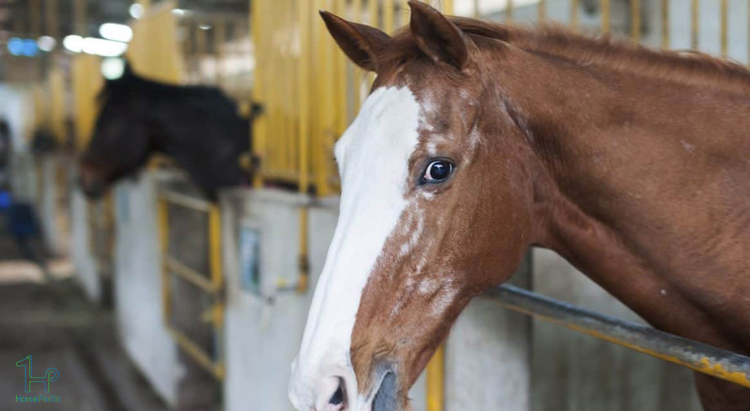 آشنایی با تجهیزات و لوازم اسب که به آن نیاز خواهید داشت آشنایی با تجهیزات و لوازم اسب که به آن نیاز خواهید داشت