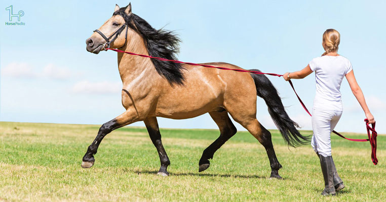 آموزش لنژ کردن اسب و تجهیزات مورد نیاز برای آن