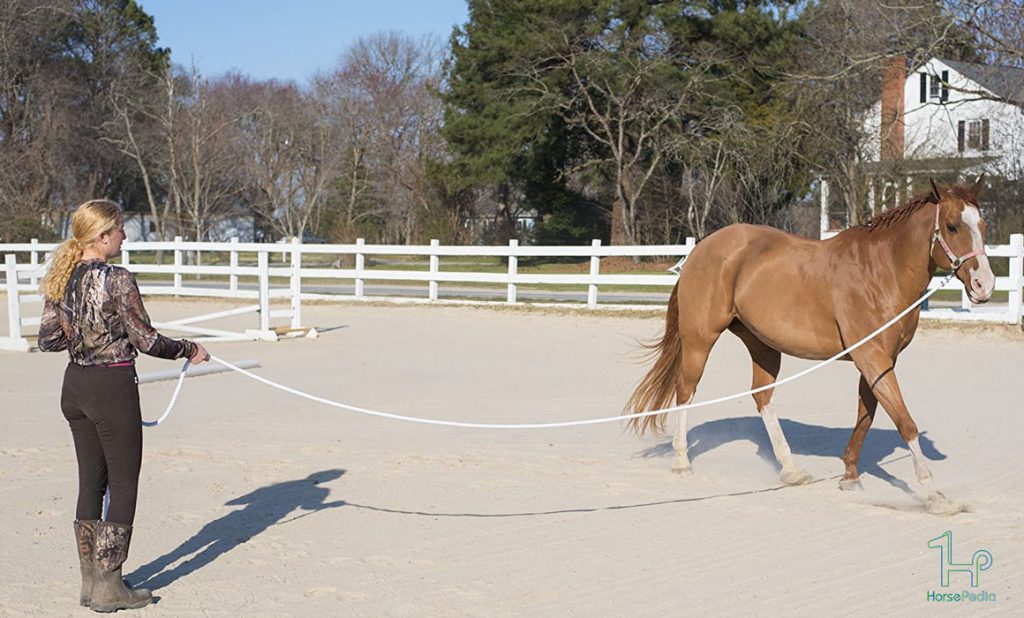 نحوه لنژ کردن اسب