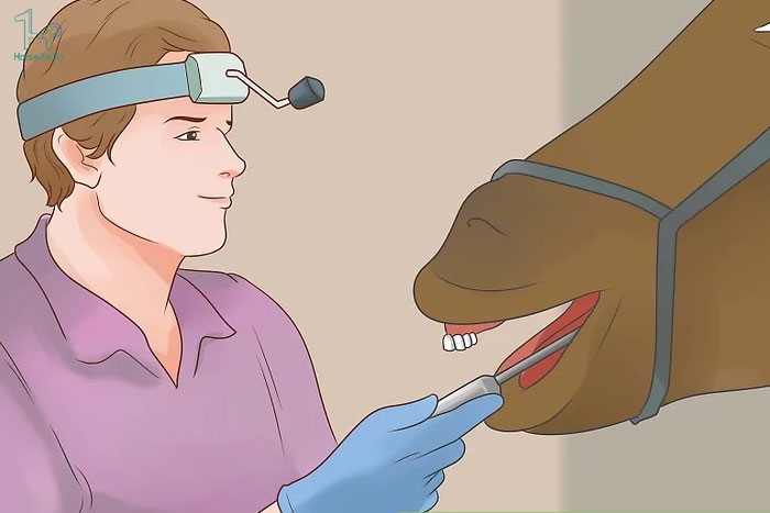 در هر دوره زندگیِ اسب از دندان هایش مراقبت کنید