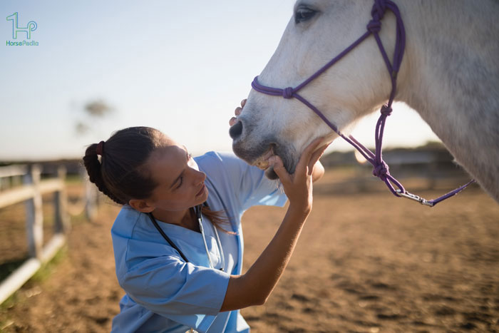 برای مراقبت از دندان های اسب چه کار هایی باید انجام دهیم ؟