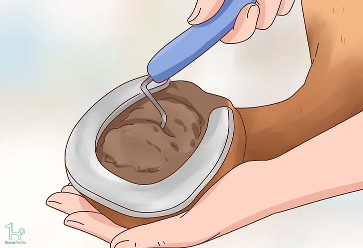 سم های اسب تان را تمیز کنید