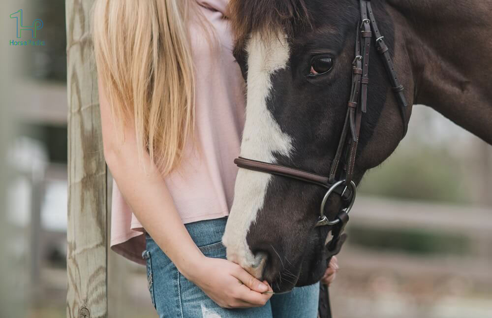 هر آنچه که درباره مراقبت از اسب باید بدانید