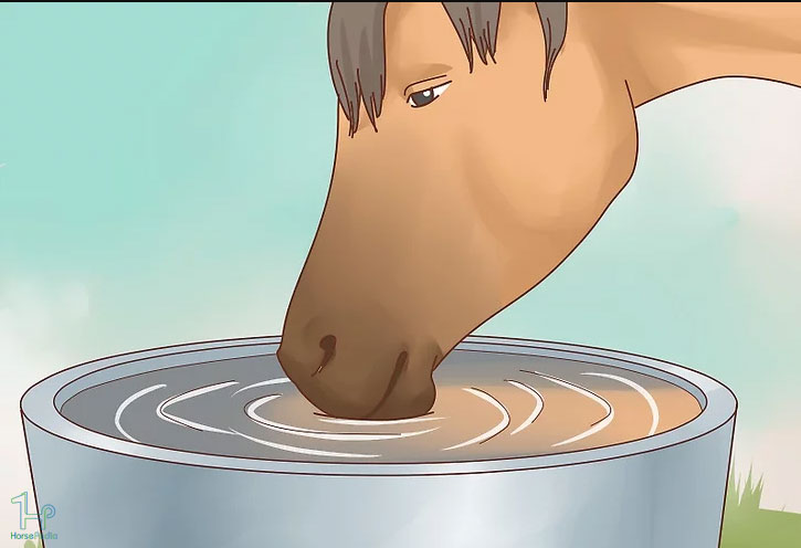 آب زیادی برای اسب تان تامین کنید